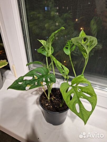 Монстера манки маск