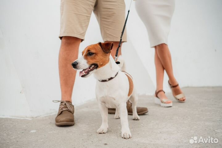 Вязка гладкий кобель РКФ