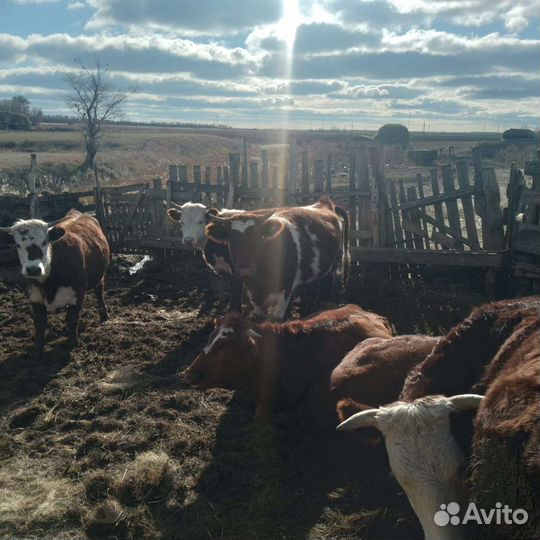 Быки и телки на мясо