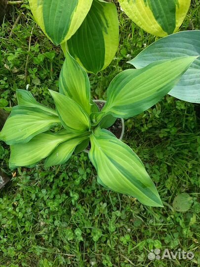 Хоста. 10 сортов