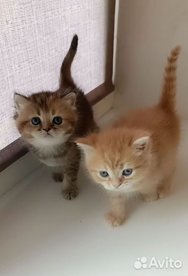 Британские котята