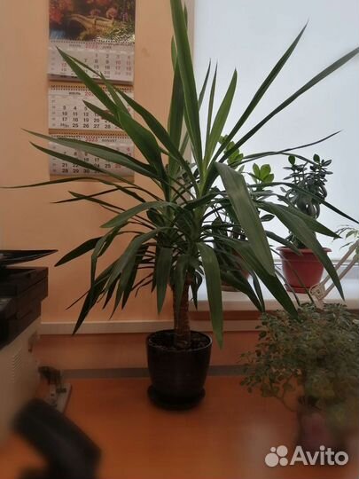 Пальма юкка