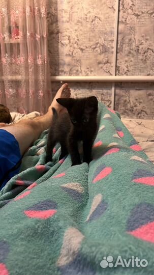 Черный котенок