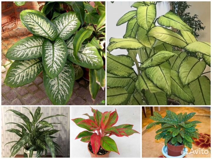 Аглаонема Сциндапсус Диффенбахия