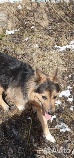 Собака в добрые руки