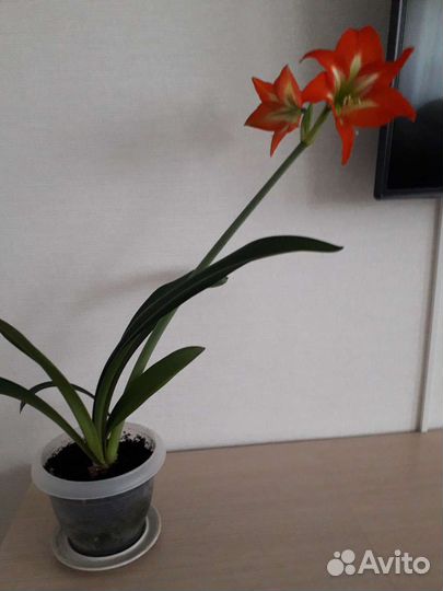 Гиппеаструм