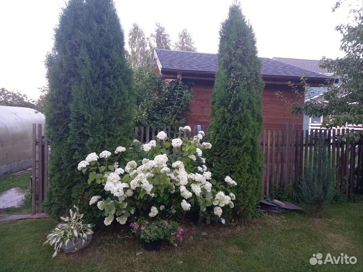 Гартензия (анобель) 4г