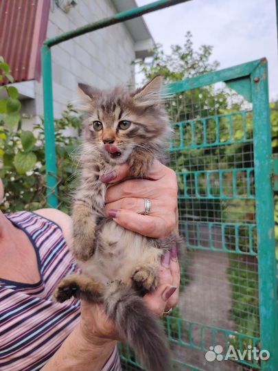 Котенок мальчик в добрые руки