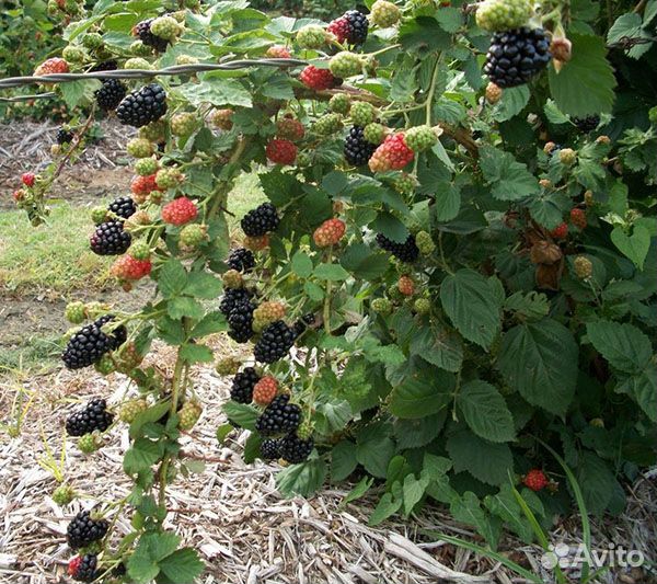 Разные сорта ежевики