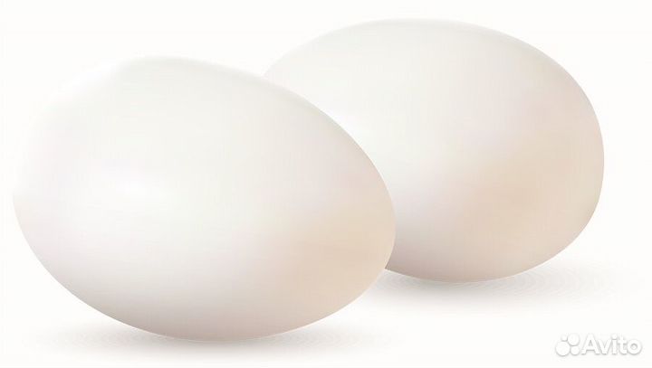 Яйцо гусиное