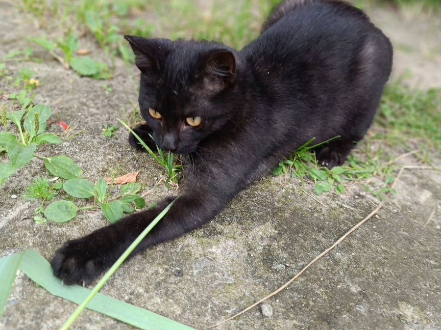 Котенок в дар бесплатно в добрые руки