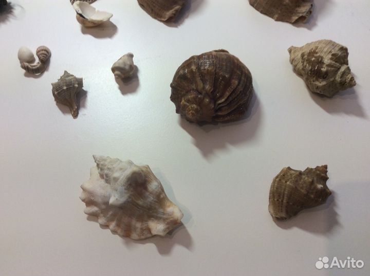 Морские ракушки, раковины и корал. Винтаж