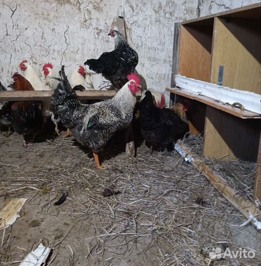 Молодые петухи