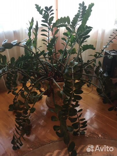 Комн цветы разные