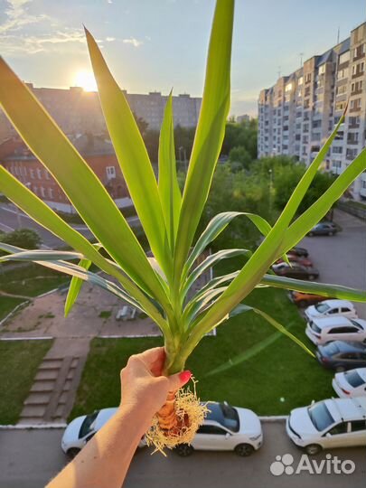 Пальма юкка