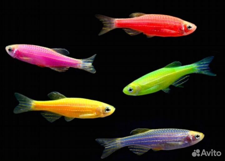 Тернеции, данио