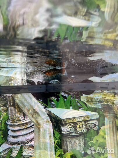 Моллинезия