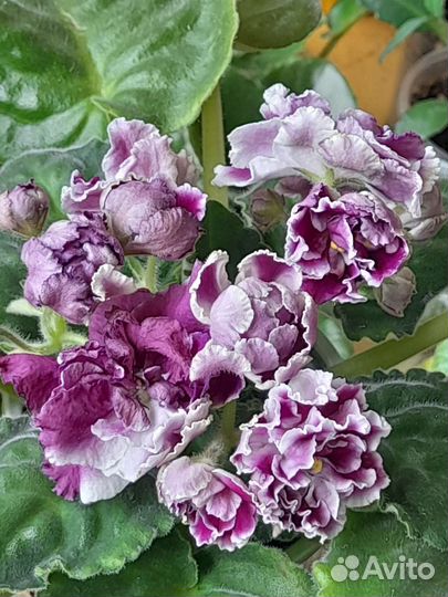 Укорененные листочки фиалок