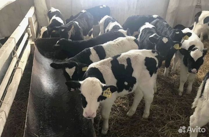 Бычки, телята от 2 месяца