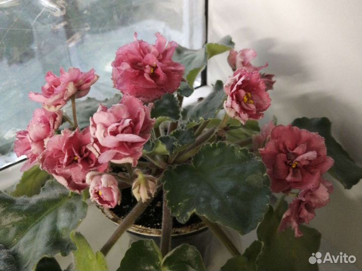 Детки, взрослые, листья