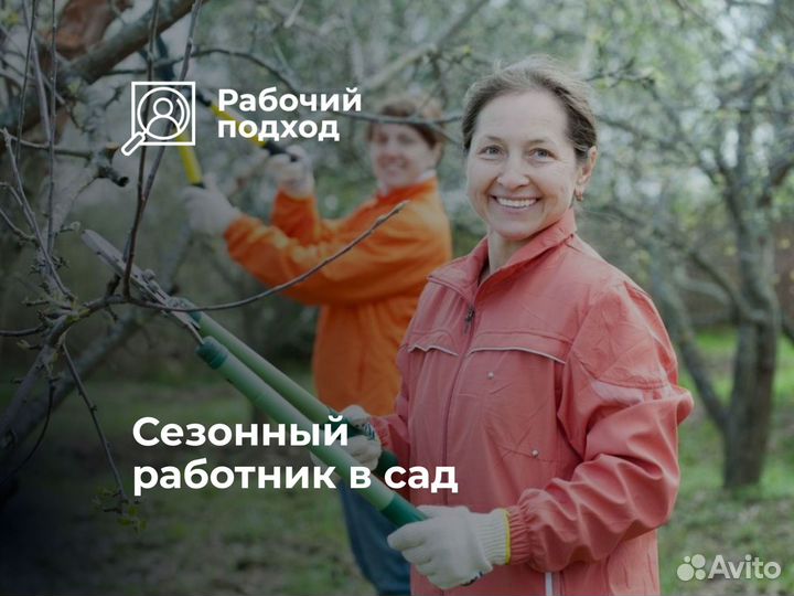 Сборщик яблок. Стабильные выплаты