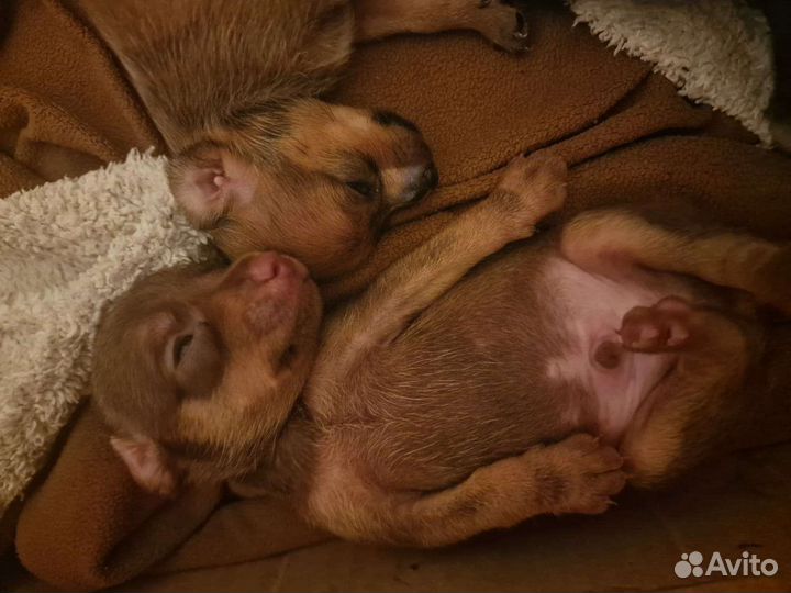 Мини той-терьер