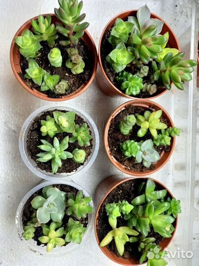 Суккуленты