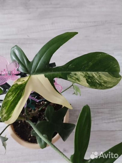 Филадендрон Маска