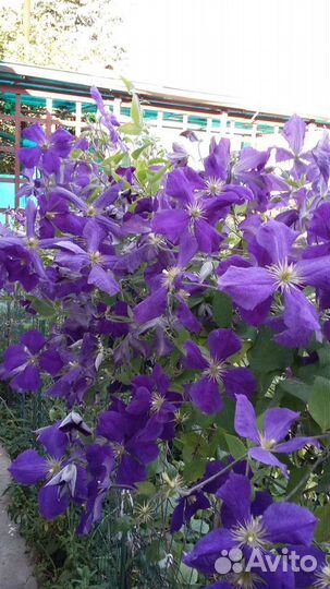 Фикус бенджамина и лимон
