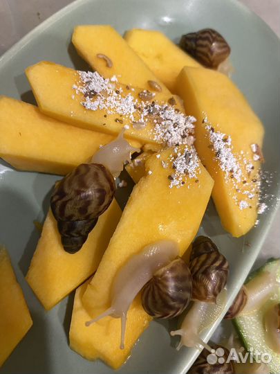 Улитки ахатины ретикулята