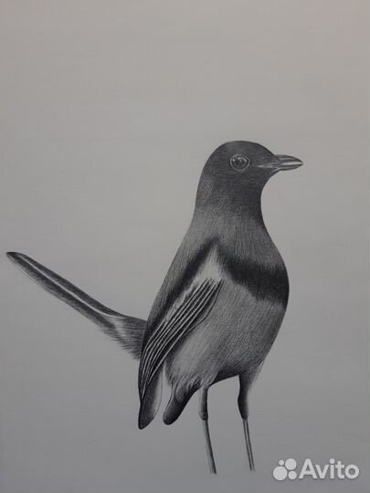 Иллюстрации Птицы