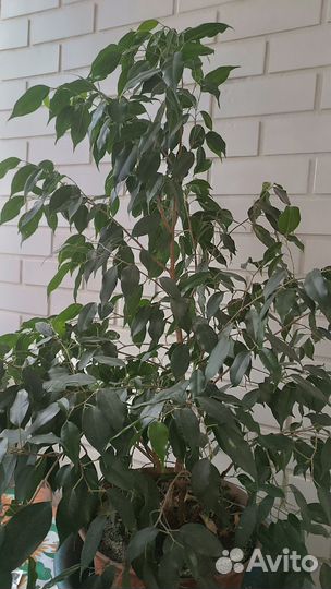 Фикус бенджамина