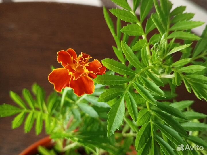 Бархатцы низкорослые