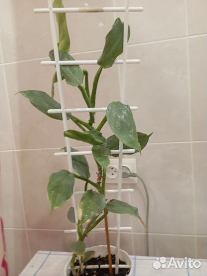 Филодендрон