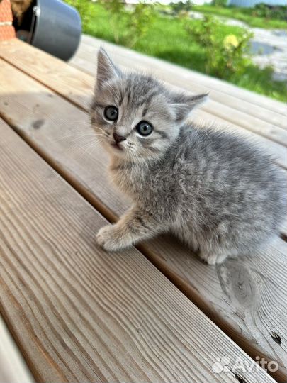 Отдадим котят в добрые руки