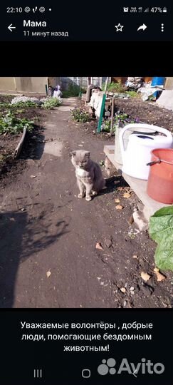 Котики бесплатно