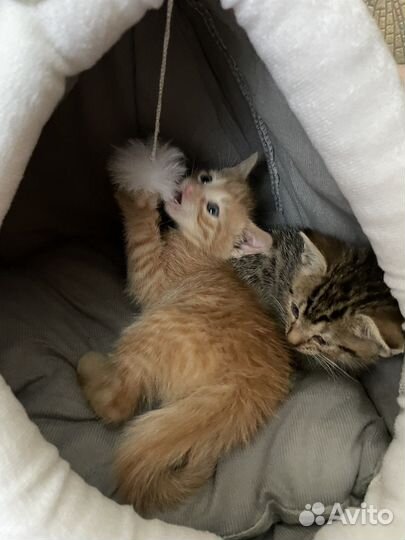 Рыжий котенок мальчик