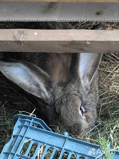 Кролики фландер, Великаны