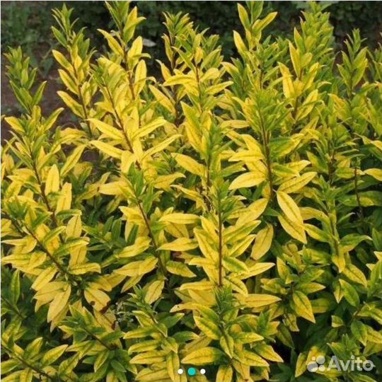 Бирючина золотистая (Aureum)