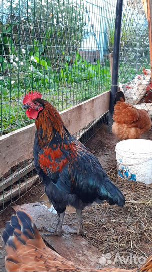Петух с домашнего хозяйства
