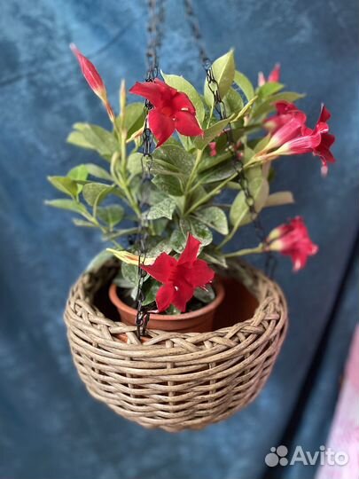 Корзинки плетенные, кашпо