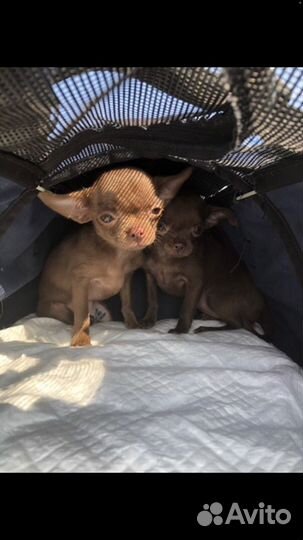 Документы на выезд животным. Доставка