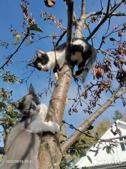 Котята в добрые руки