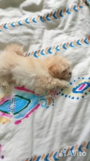 Щенки мальтипу f1 мини