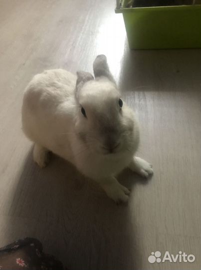 Белый кролик для фотографий