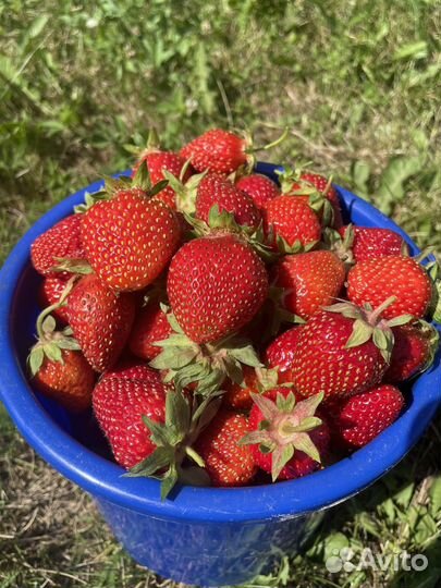 Клубника / Виктория. 5 литров