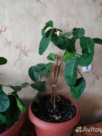 Лимон плодоносящий