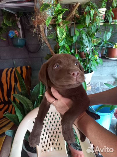 Щенки лабрадора