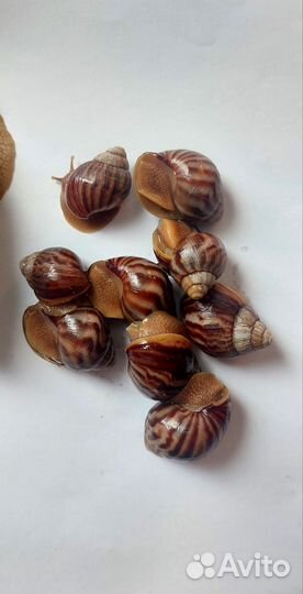 Отдам улитку