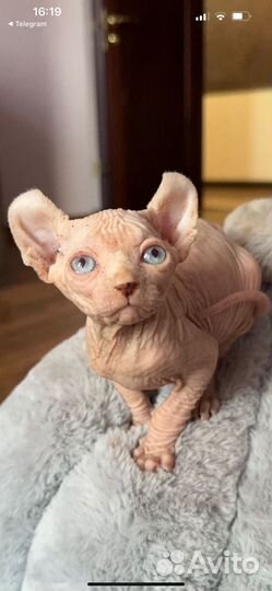 Котята сфинкс эльф